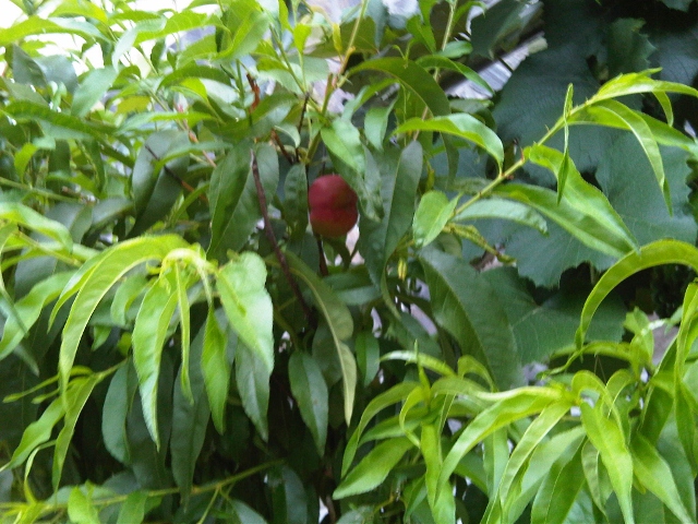 Nectarine tree